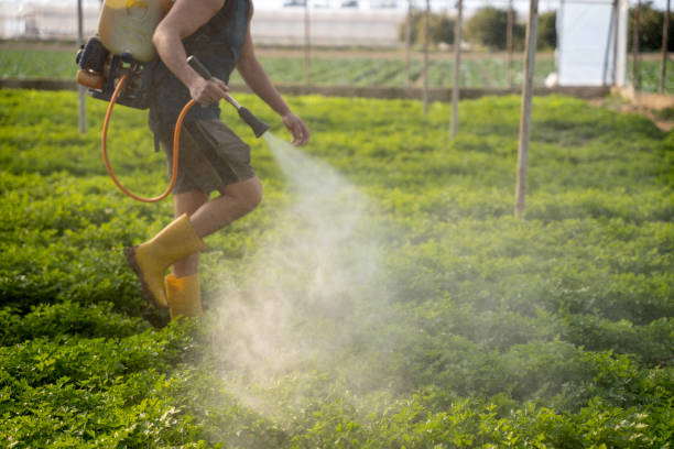 Wasp Removal Services in New Providence, NJ