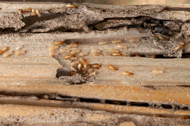 Best Pest Removal Services  in New Providence, NJ